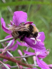 Bombus flavidus flavidus
