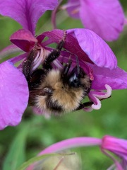 Bombus flavidus flavidus