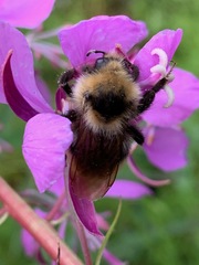 Bombus flavidus flavidus
