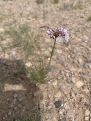 Allium mongolicum