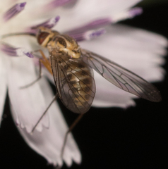 Phthiriinae