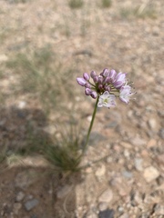 Allium mongolicum