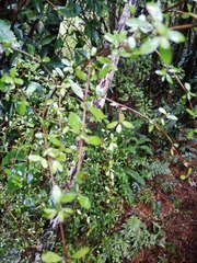 Coprosma rhamnoides