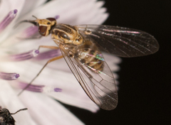Phthiriinae