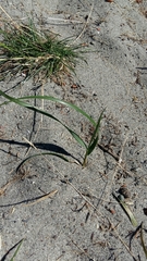 Elymus smithii