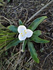Weldenia candida