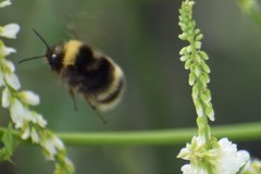 Bombus mckayi