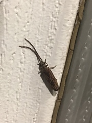 Tenomerga cinerea