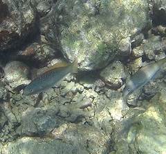 Stethojulis trilineata