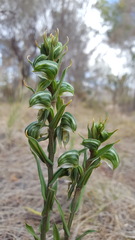 Pterostylis vittata