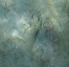 Halichoeres chloropterus