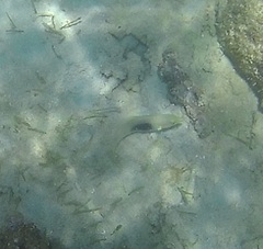 Halichoeres chloropterus