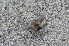 Anastoechus barbatus