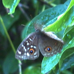 Junonia lemonias aenaria