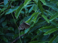 Junonia lemonias aenaria