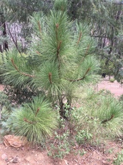 Pinus engelmannii