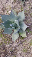 Agave flexispina