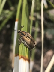 Euphoria quadricollis