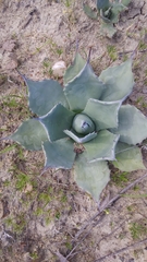 Agave flexispina