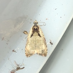 Olethreutes punctanum