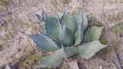 Agave flexispina