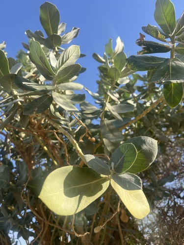 giant milkweed