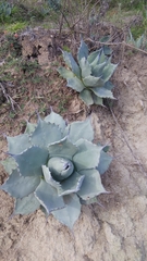 Agave flexispina
