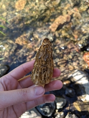 Morchella americana