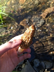 Morchella americana