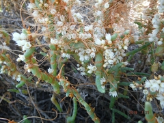 Cuscuta pacifica