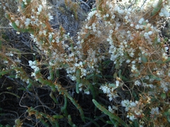 Cuscuta pacifica