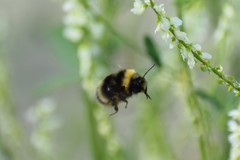 Bombus mckayi