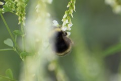 Bombus mckayi