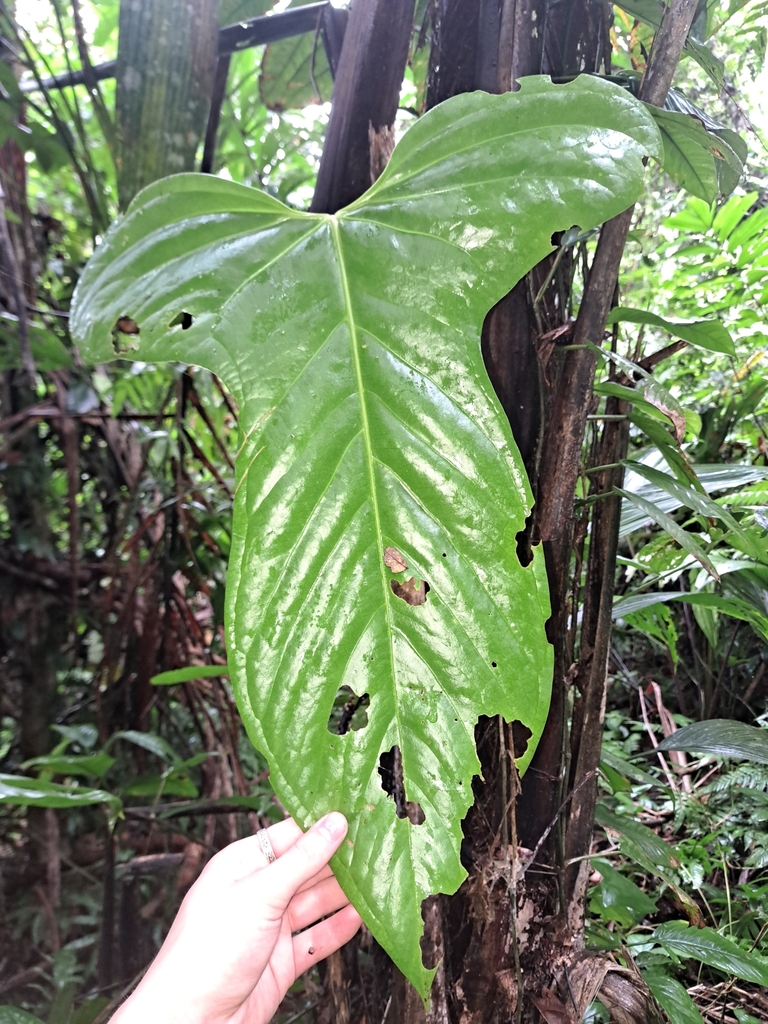 Anthurium subsignatum