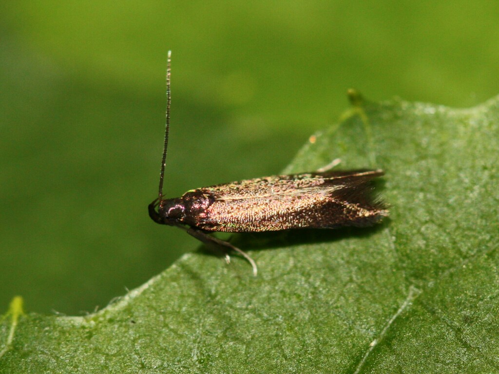 Common Plain Neb