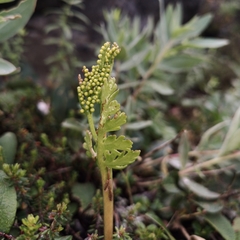 Botrychium alaskense