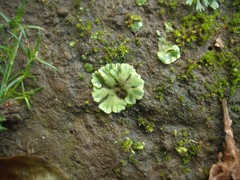 Riccia crystallina