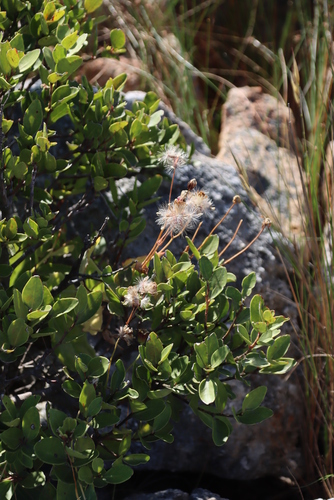 Othonna perfoliata