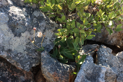 Othonna perfoliata