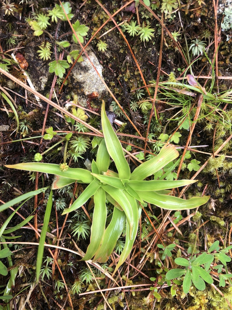 Aletris formosana