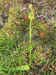 Platanthera aquilonis