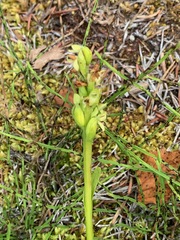 Platanthera aquilonis