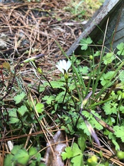 Gentiana flavomaculata