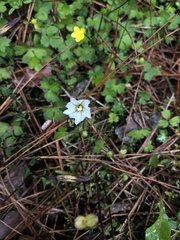 Gentiana flavomaculata