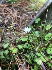 Gentiana flavomaculata