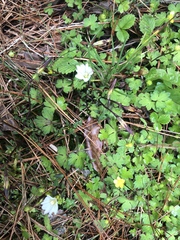 Gentiana flavomaculata