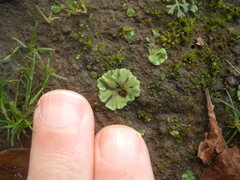 Riccia crystallina