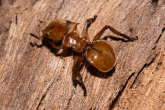 Cephalotes clypeatus