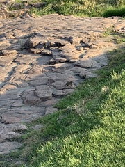 Ictidomys tridecemlineatus