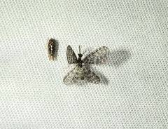 Nallachius americanus